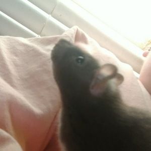 Meet your Posher, Peyton